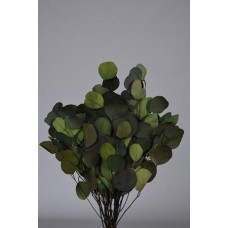 EUCALYPTUS POPULUS OVAL LEAF 15" Green- OUT OF STOCK